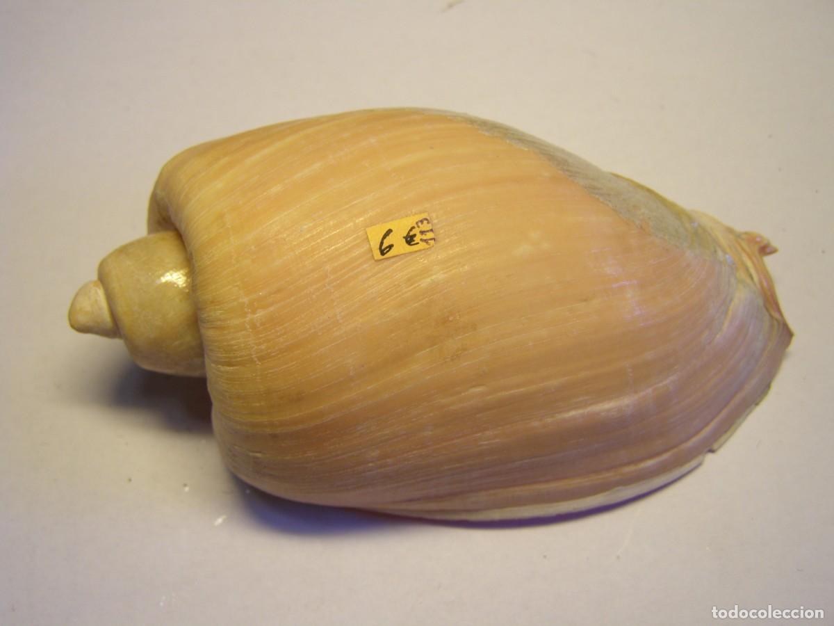 Coleccionismo de moluscos: Caracol snail shell cymbium olla. - Foto 1