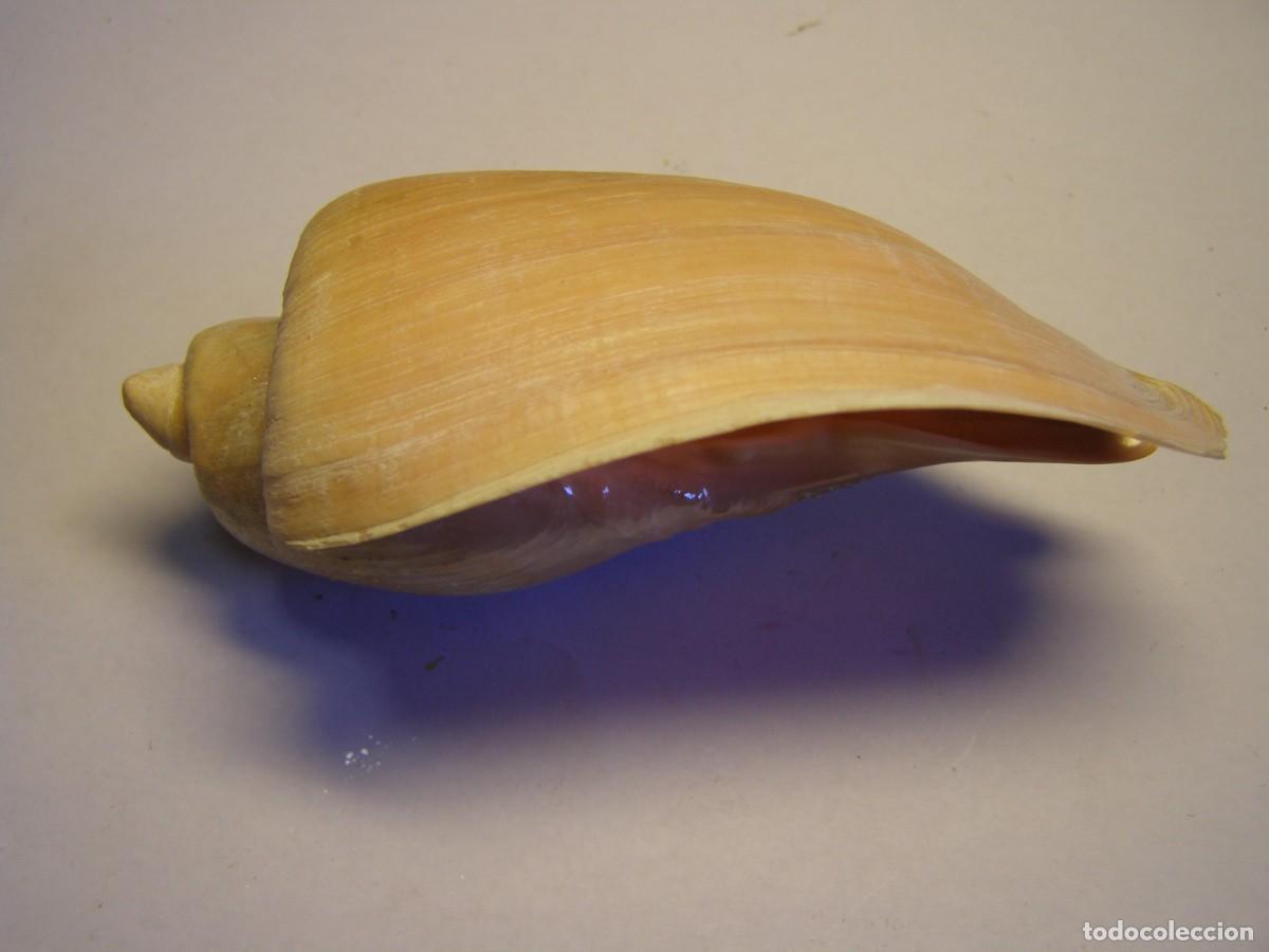 Coleccionismo de moluscos: Caracol snail shell cymbium olla. - Foto 2