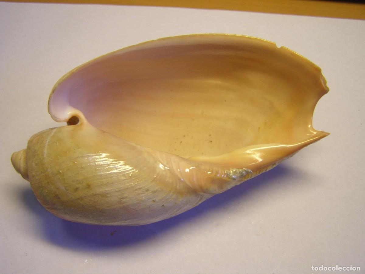 Coleccionismo de moluscos: Caracol snail shell cymbium olla. - Foto 3