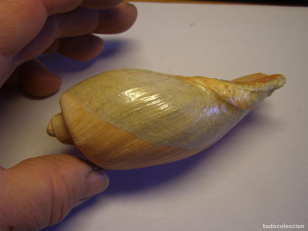 Coleccionismo de moluscos: Caracol snail shell cymbium olla. - Foto 4