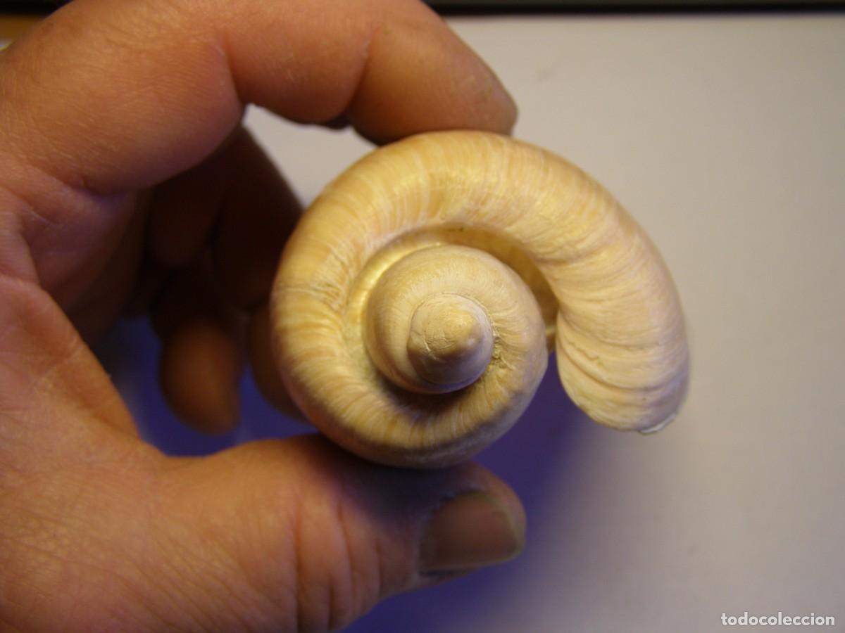 Coleccionismo de moluscos: Caracol snail shell cymbium olla. - Foto 5