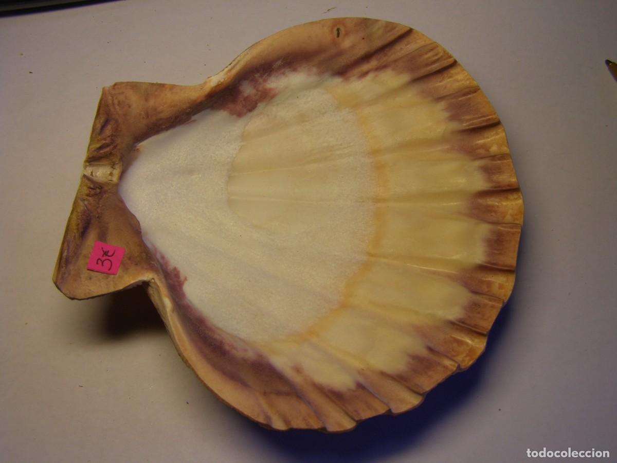 Coleccionismo de moluscos: Concha shell pecten. - Foto 1