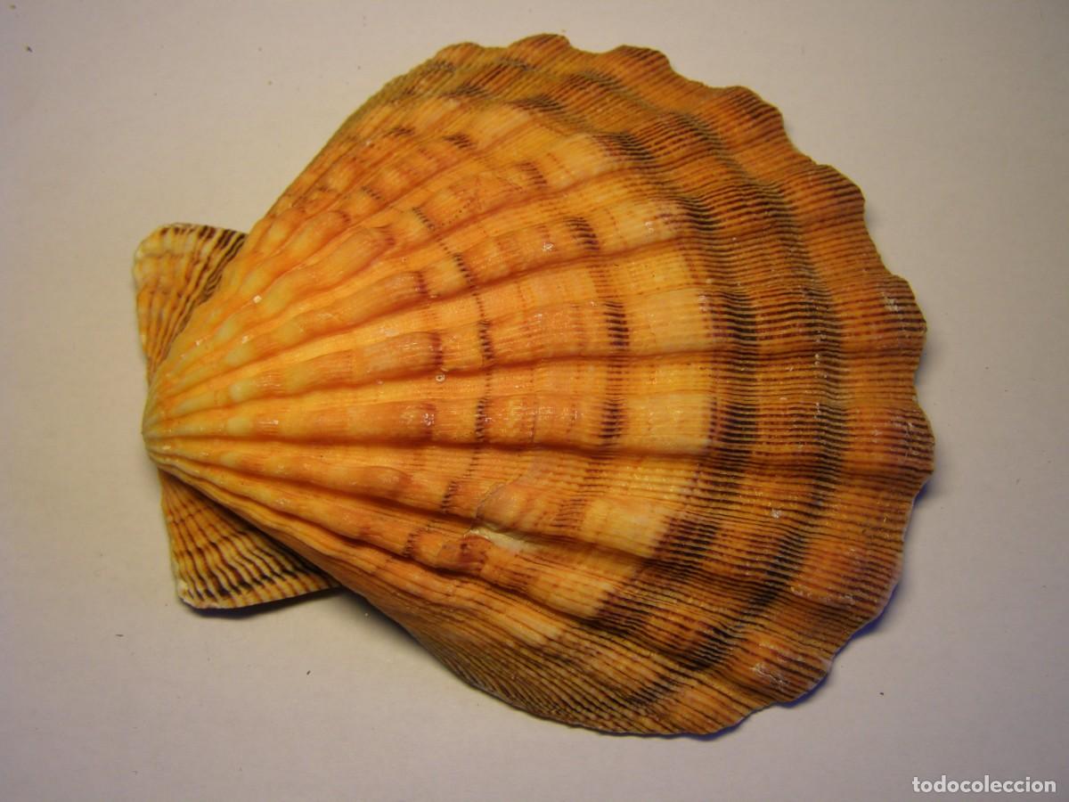 Coleccionismo de moluscos: Concha shell pecten. - Foto 2
