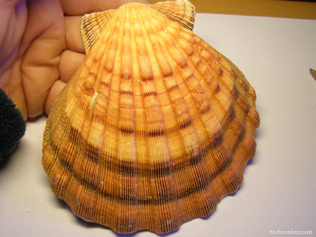 Coleccionismo de moluscos: Concha shell pecten. - Foto 3