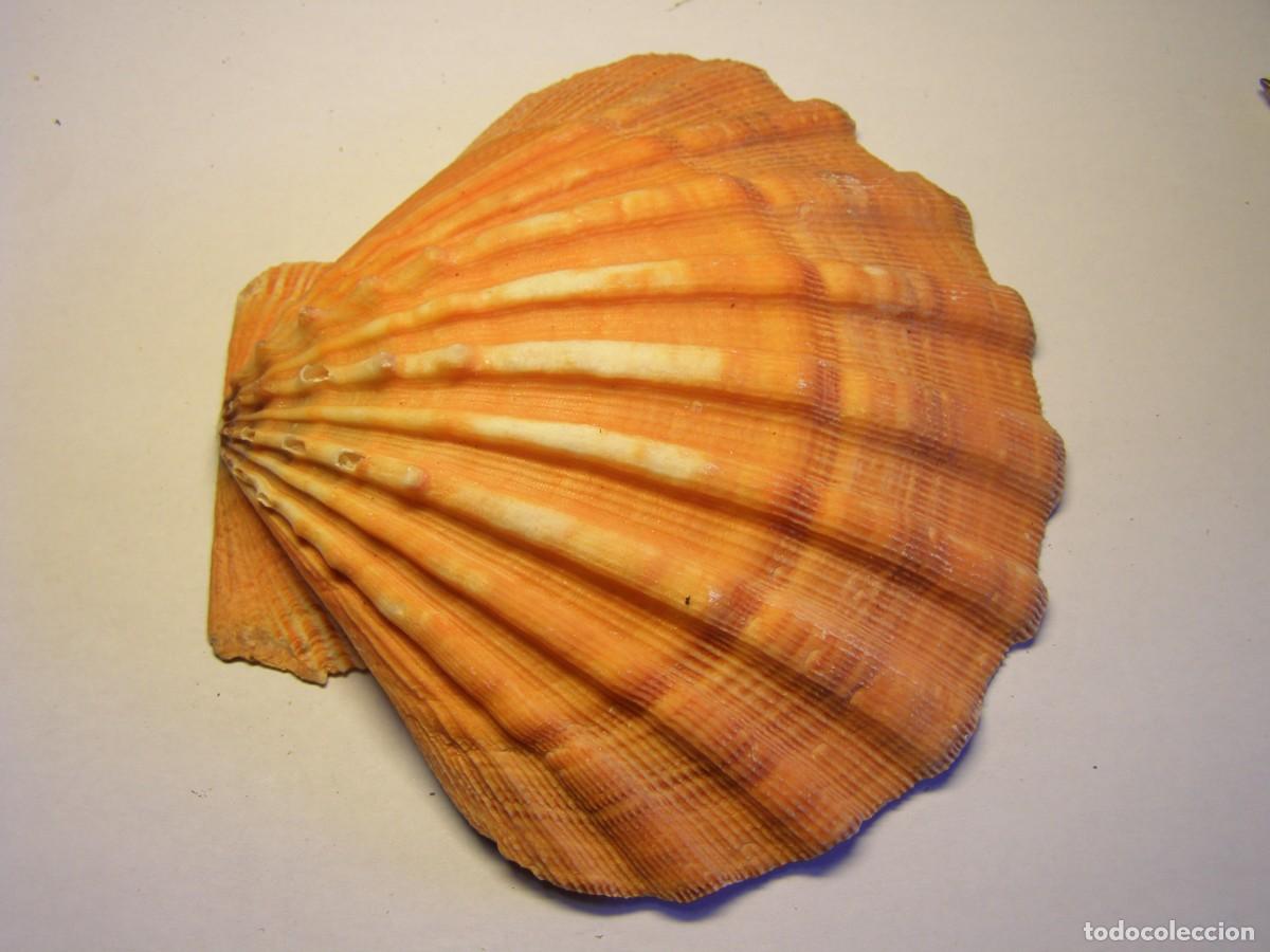 Coleccionismo de moluscos: Concha shell pecten. - Foto 1