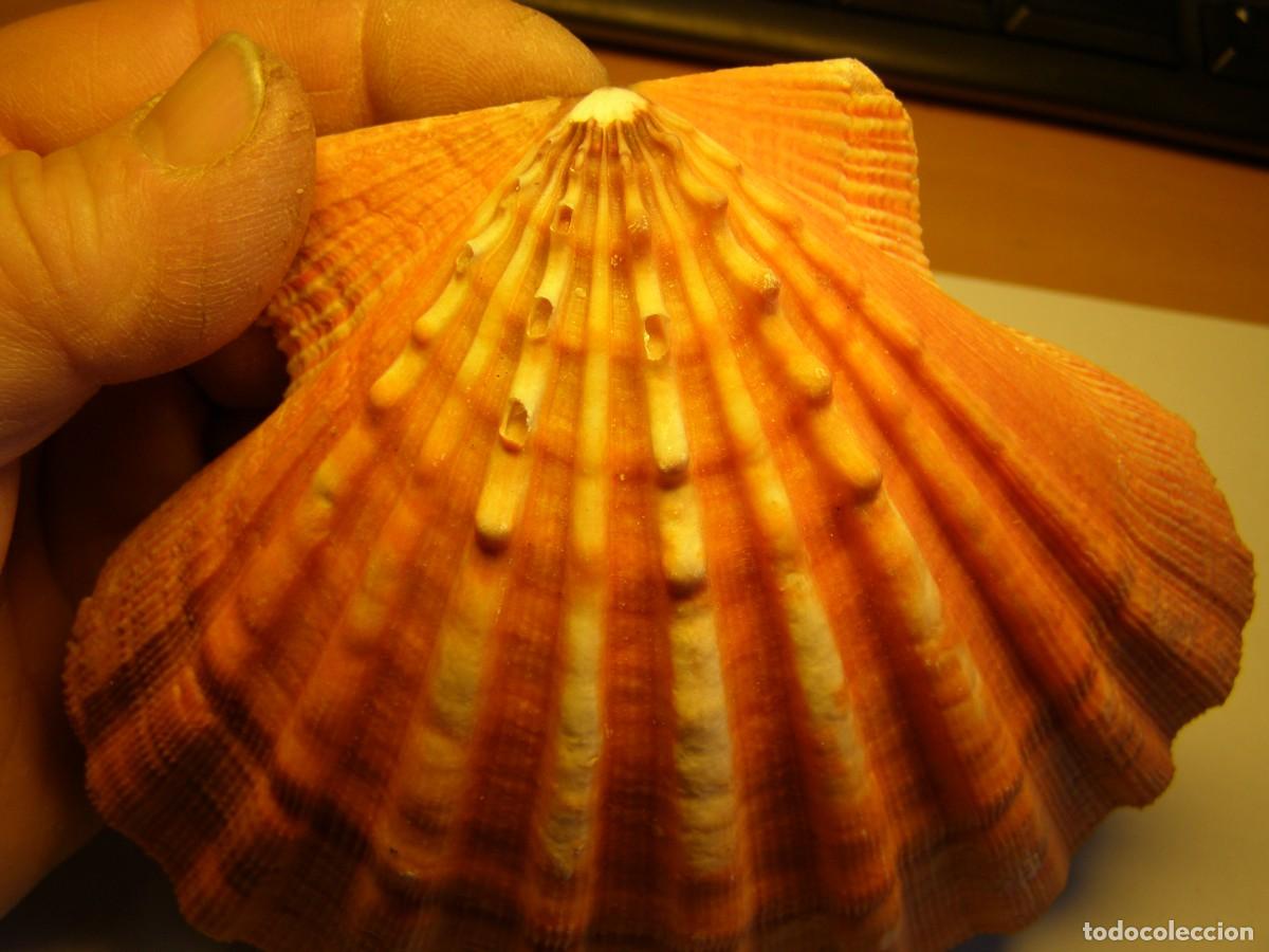 Coleccionismo de moluscos: Concha shell pecten. - Foto 2