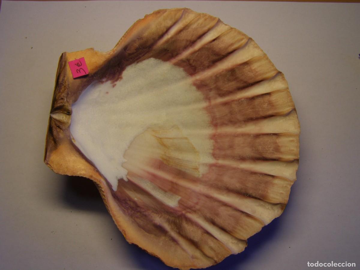 Coleccionismo de moluscos: Concha shell pecten. - Foto 3