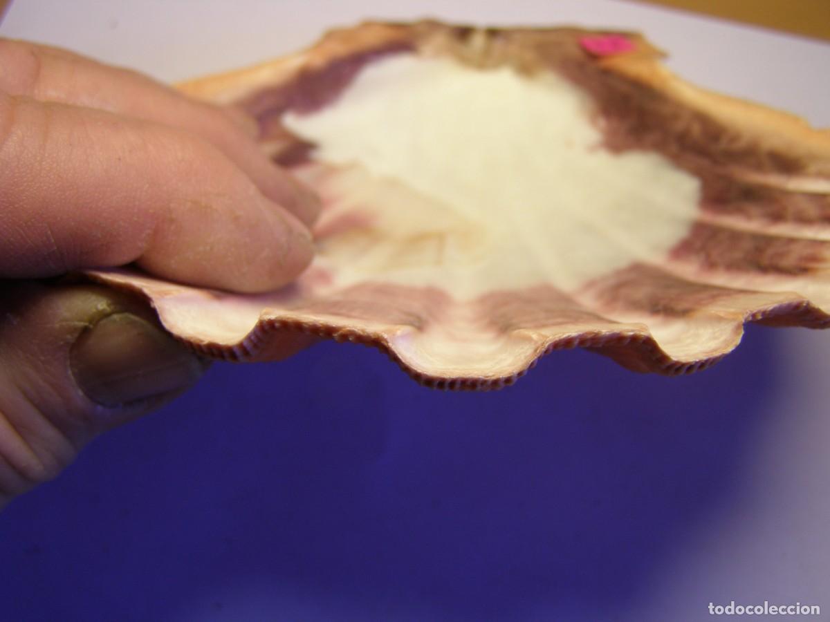Coleccionismo de moluscos: Concha shell pecten. - Foto 4