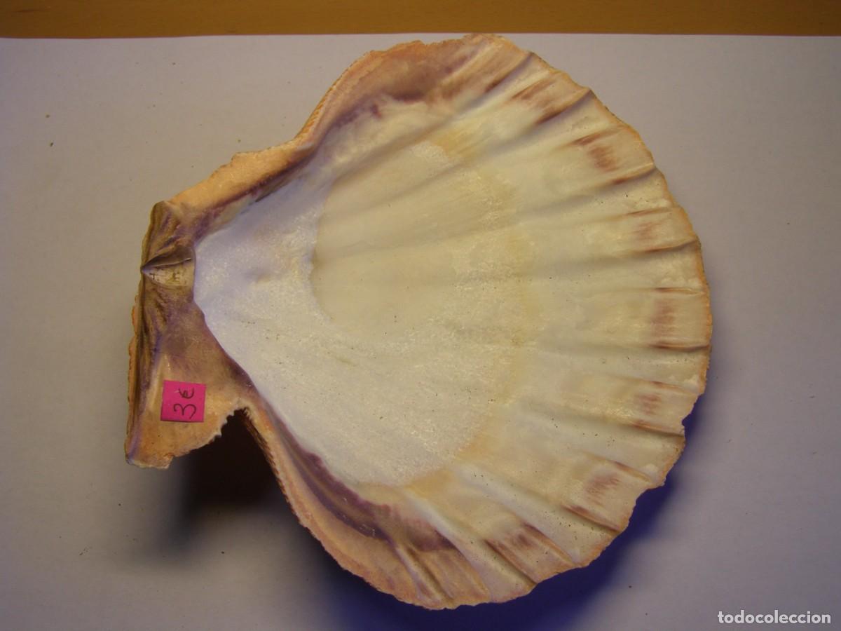 Coleccionismo de moluscos: Concha shell pecten. - Foto 1