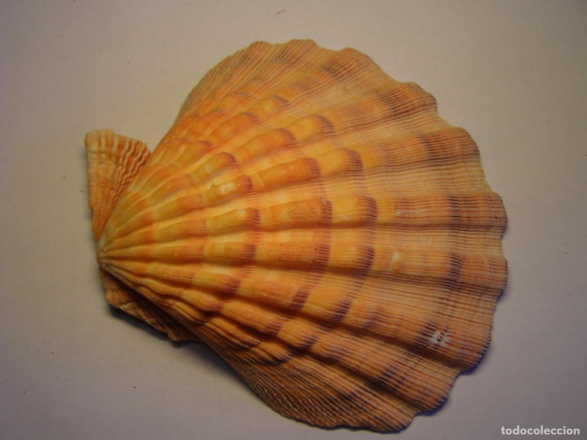 Coleccionismo de moluscos: Concha shell pecten. - Foto 2