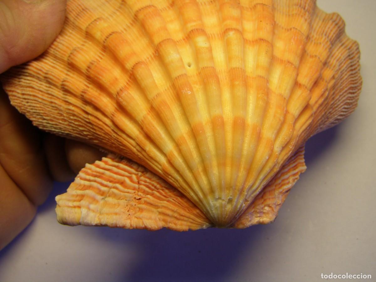 Coleccionismo de moluscos: Concha shell pecten. - Foto 4