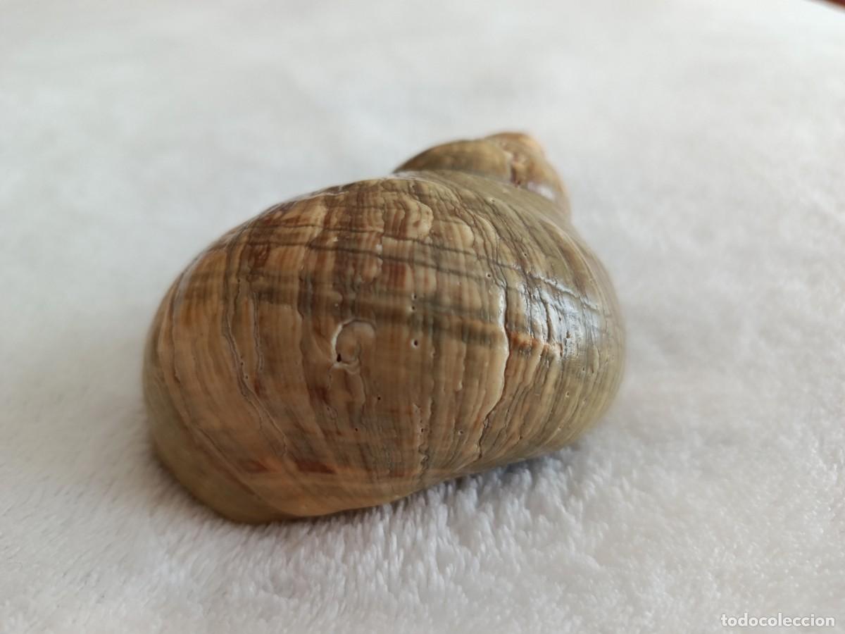 Coleccionismo de moluscos: CONCHA CARACOLA 8 CM APROX - Foto 2