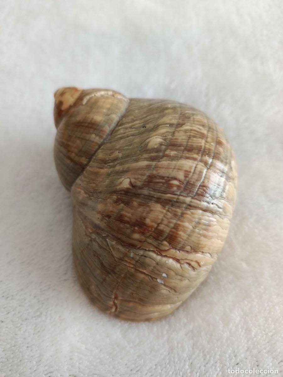 Coleccionismo de moluscos: CONCHA CARACOLA 8 CM APROX - Foto 3