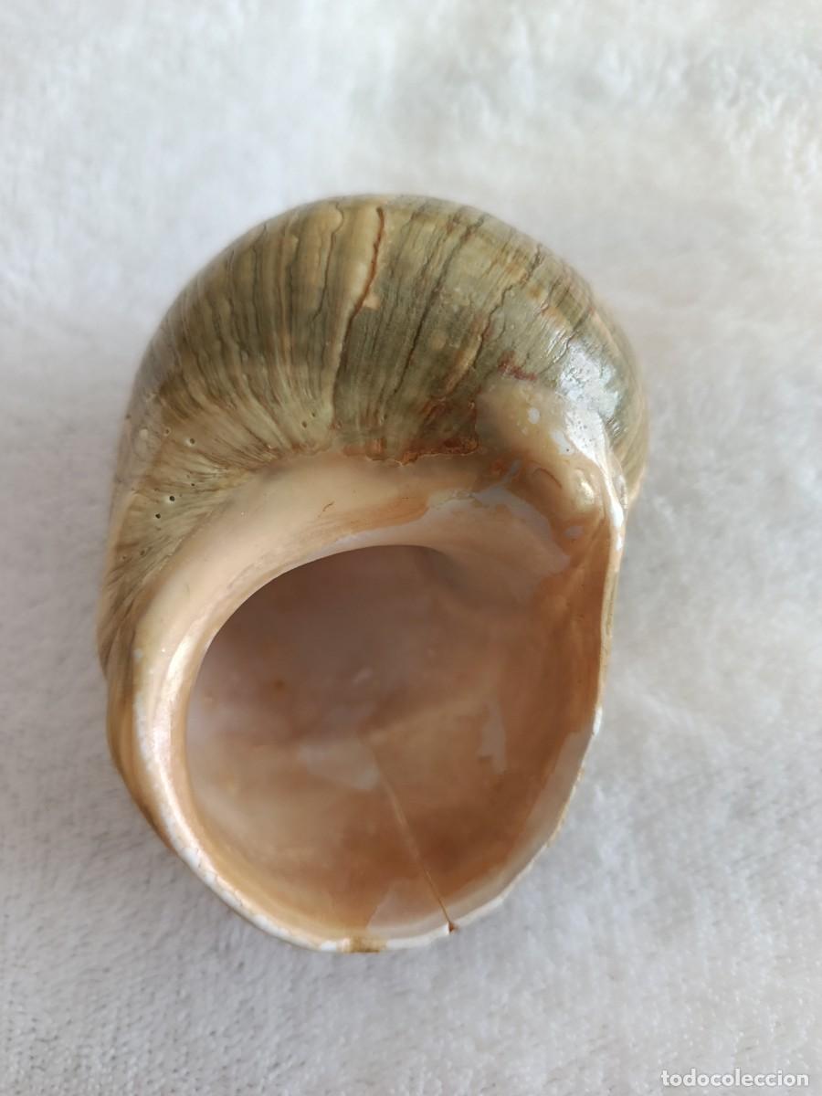 Coleccionismo de moluscos: CONCHA CARACOLA 8 CM APROX - Foto 4