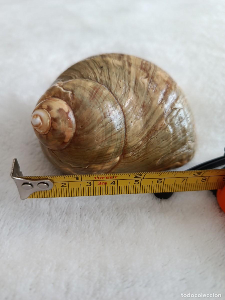 Coleccionismo de moluscos: CONCHA CARACOLA 8 CM APROX - Foto 5