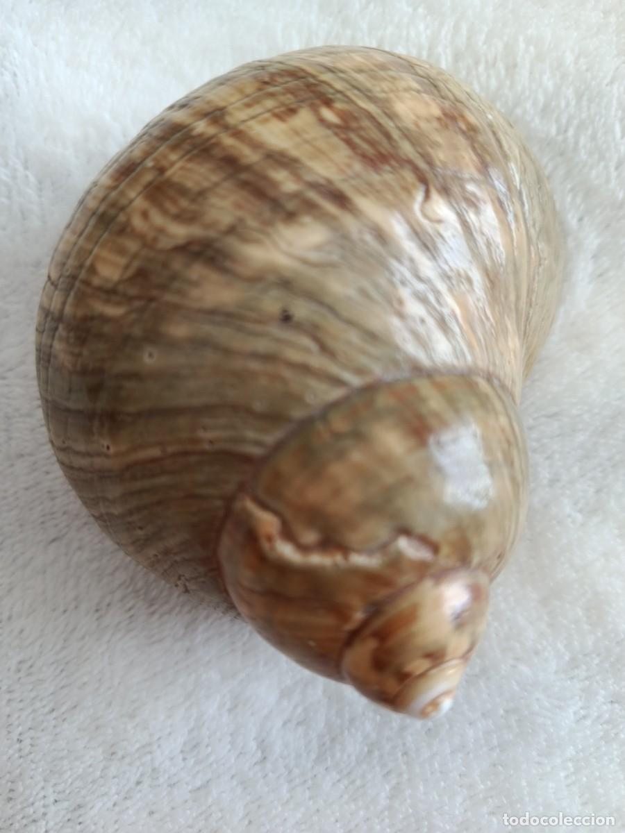 Coleccionismo de moluscos: CONCHA CARACOLA 8 CM APROX - Foto 6