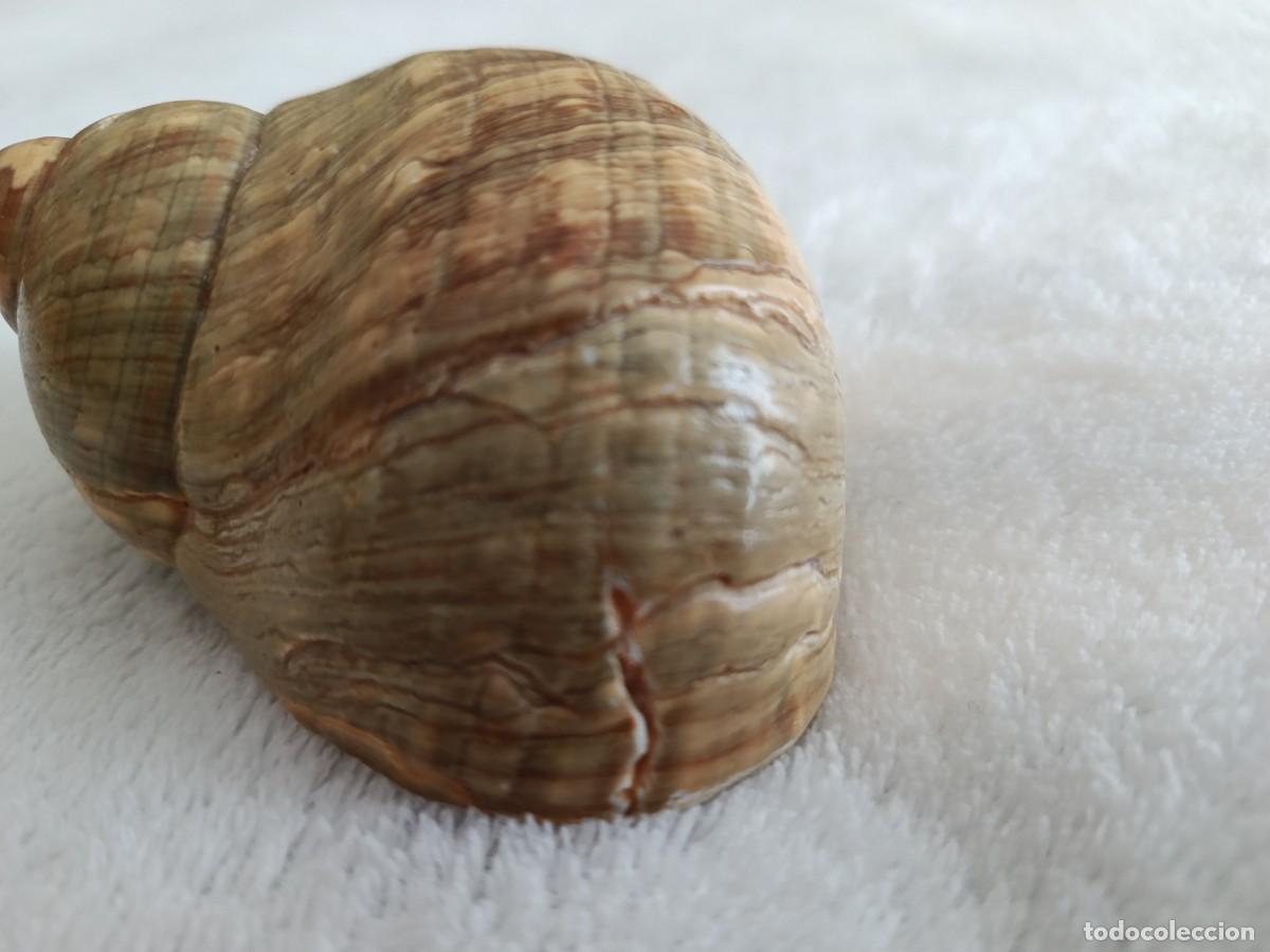 Coleccionismo de moluscos: CONCHA CARACOLA 8 CM APROX - Foto 7