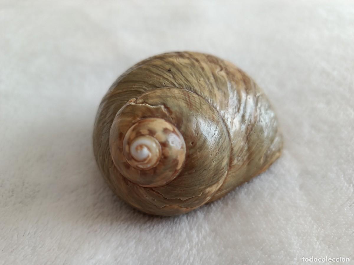 Coleccionismo de moluscos: CONCHA CARACOLA 8 CM APROX - Foto 1