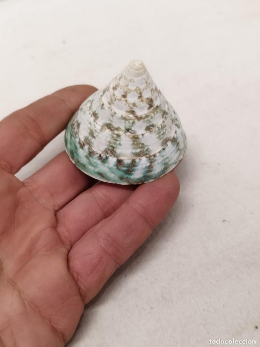 Coleccionismo de moluscos: Concha de caracol marino, Tectus pyramis. - Foto 1