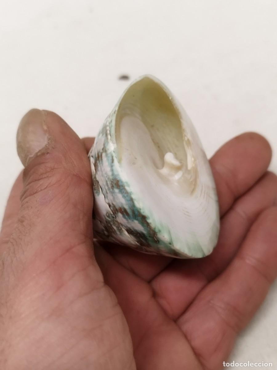 Coleccionismo de moluscos: Concha de caracol marino, Tectus pyramis. - Foto 3