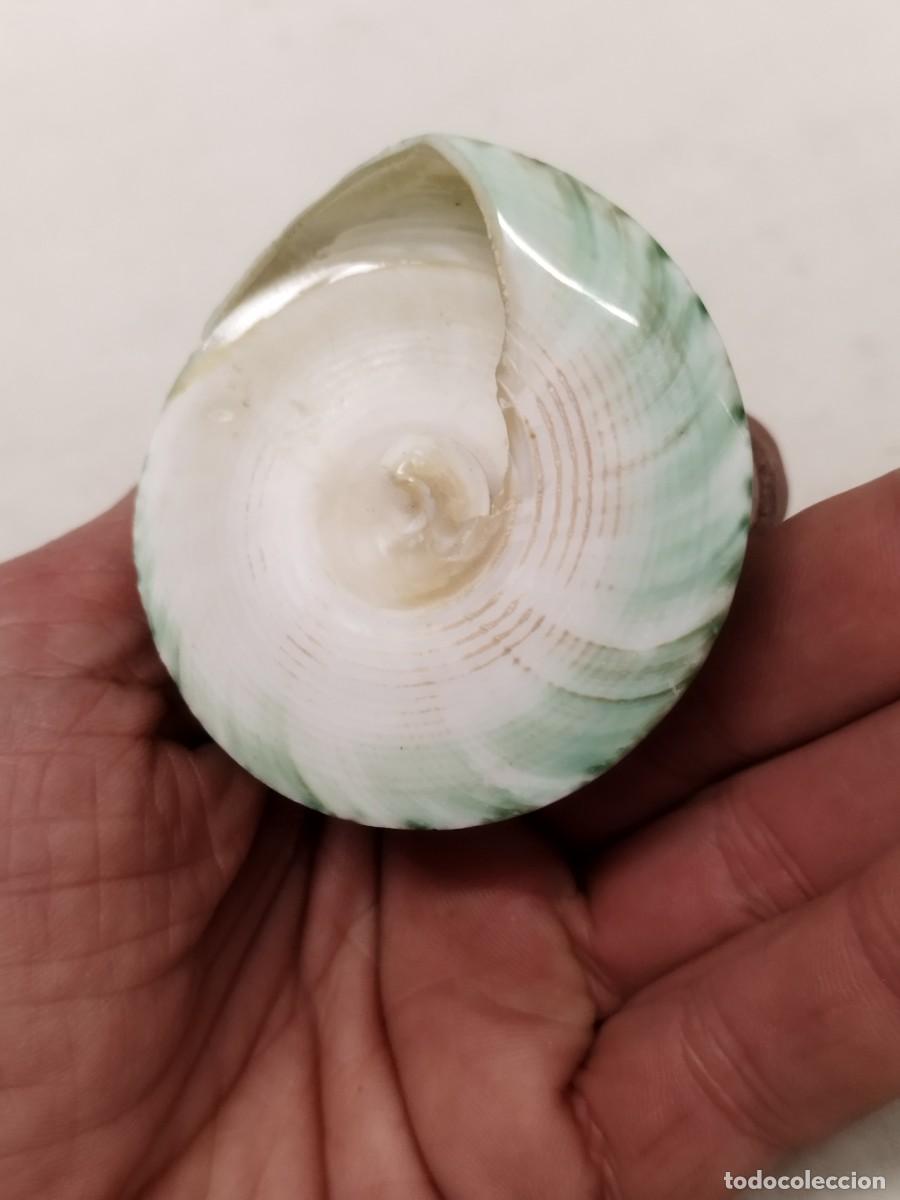 Coleccionismo de moluscos: Concha de caracol marino, Tectus pyramis. - Foto 4
