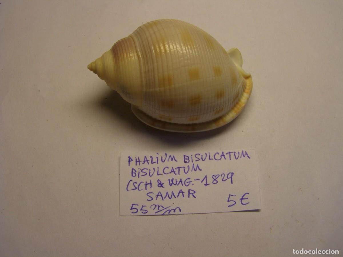 Coleccionismo de moluscos: Caracol snail shell phalium bisulcatum. Samar. - Foto 1
