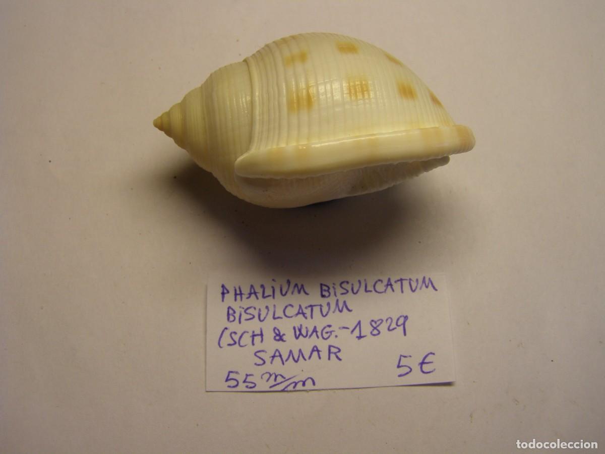 Coleccionismo de moluscos: Caracol snail shell phalium bisulcatum. Samar. - Foto 2