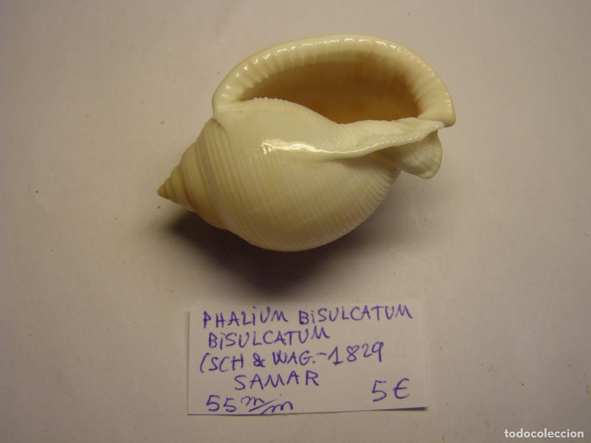 Coleccionismo de moluscos: Caracol snail shell phalium bisulcatum. Samar. - Foto 3