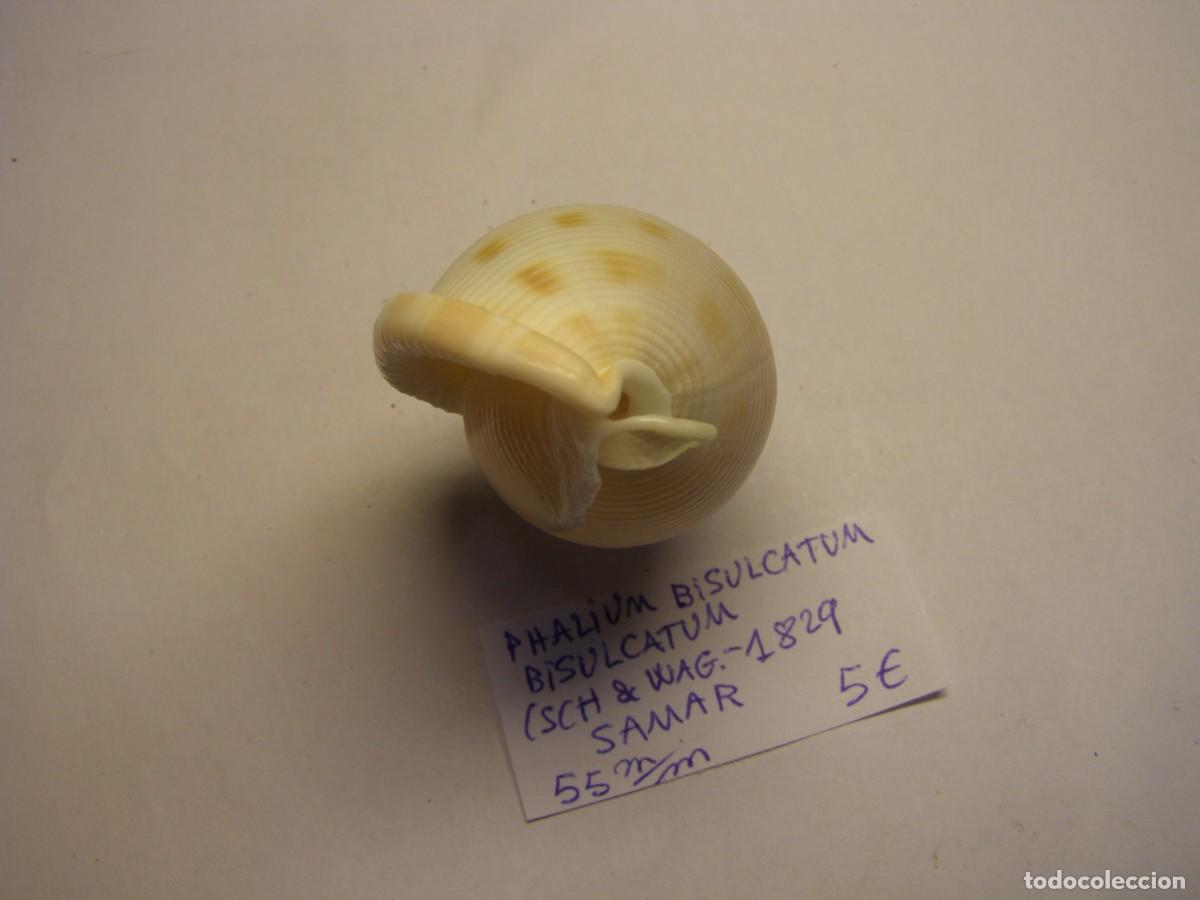 Coleccionismo de moluscos: Caracol snail shell phalium bisulcatum. Samar. - Foto 4