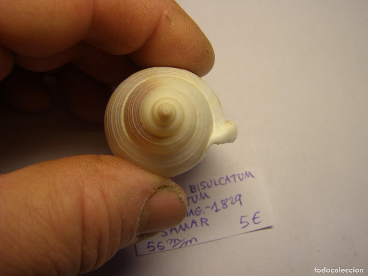 Coleccionismo de moluscos: Caracol snail shell phalium bisulcatum. Samar. - Foto 5