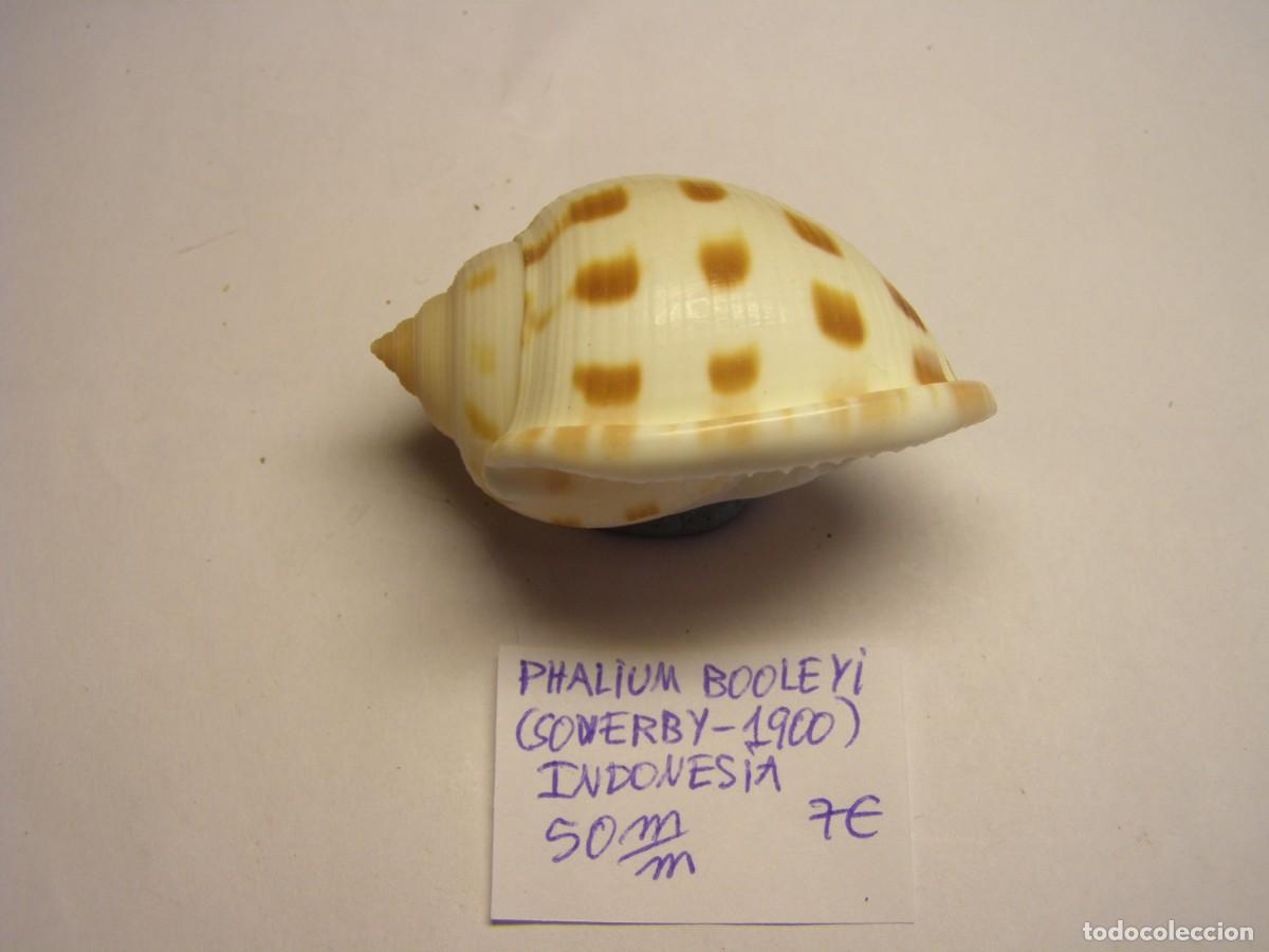 Coleccionismo de moluscos: Caracol snail shell phalium booleyi. Indonesia. - Foto 2
