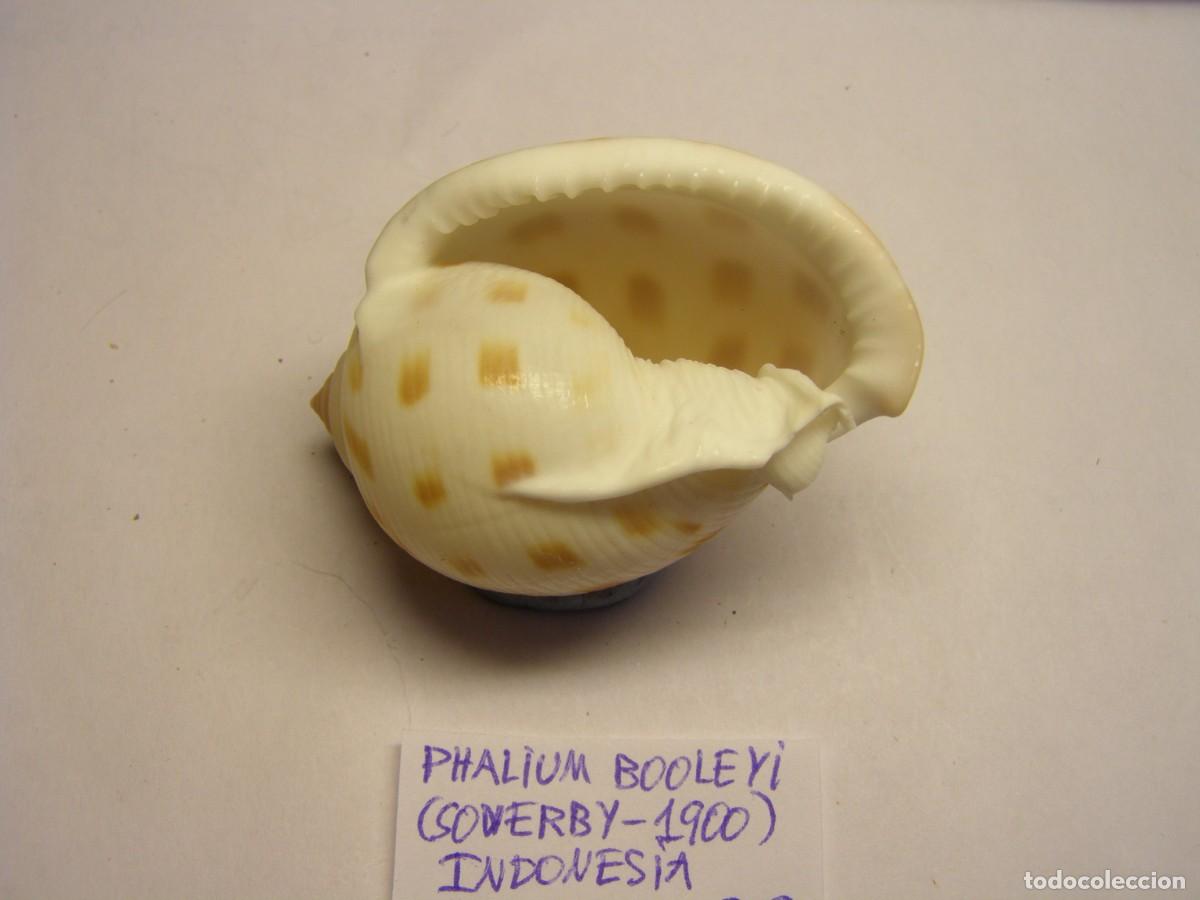 Coleccionismo de moluscos: Caracol snail shell phalium booleyi. Indonesia. - Foto 3