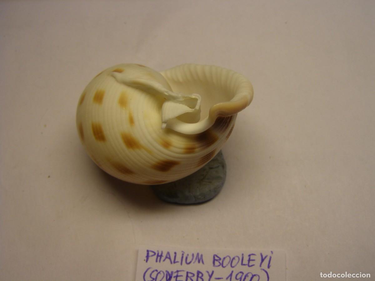 Coleccionismo de moluscos: Caracol snail shell phalium booleyi. Indonesia. - Foto 4