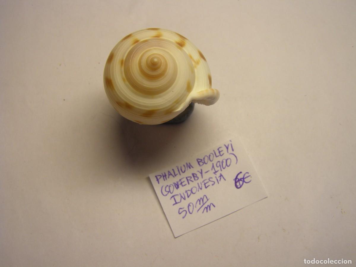Coleccionismo de moluscos: Caracol snail shell phalium booleyi. Indonesia. - Foto 5