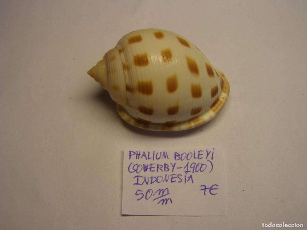 Coleccionismo de moluscos: Caracol snail shell phalium booleyi. Indonesia. - Foto 1