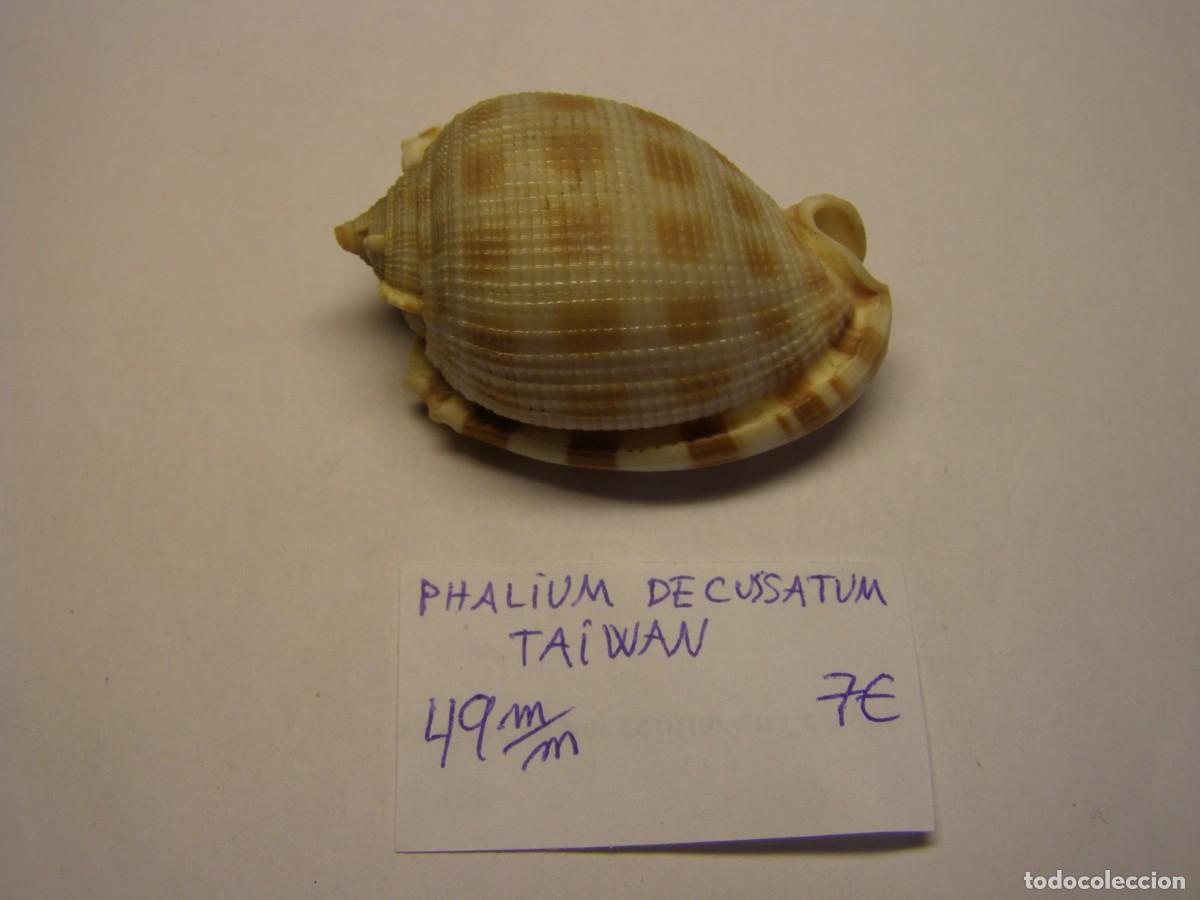 Coleccionismo de moluscos: Caracol snail shell phalium decussatum. Taiwan. - Foto 1