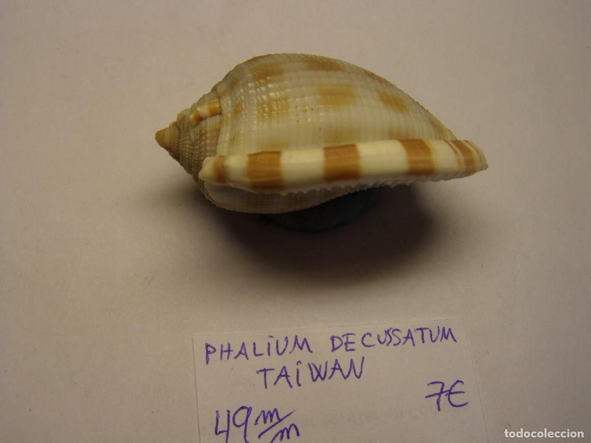 Coleccionismo de moluscos: Caracol snail shell phalium decussatum. Taiwan. - Foto 2