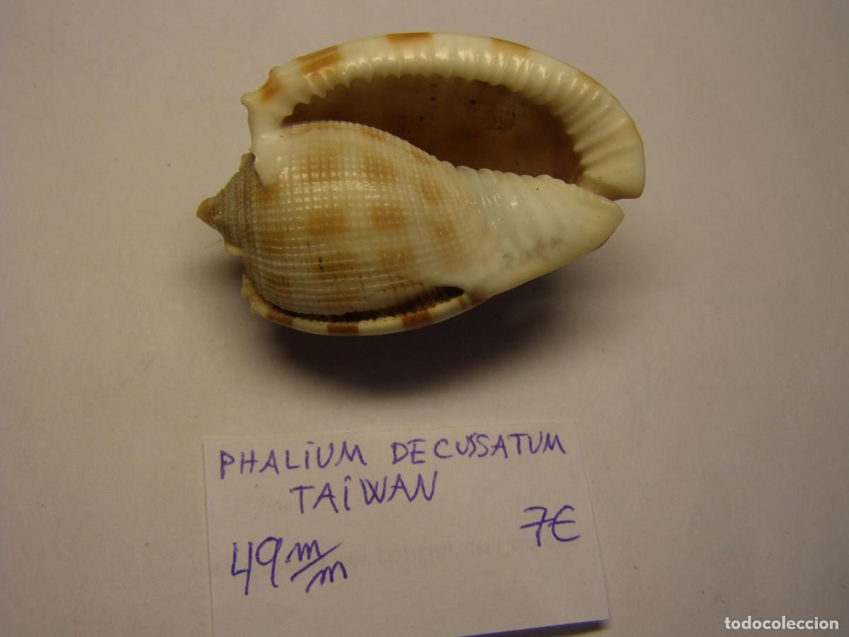 Coleccionismo de moluscos: Caracol snail shell phalium decussatum. Taiwan. - Foto 3
