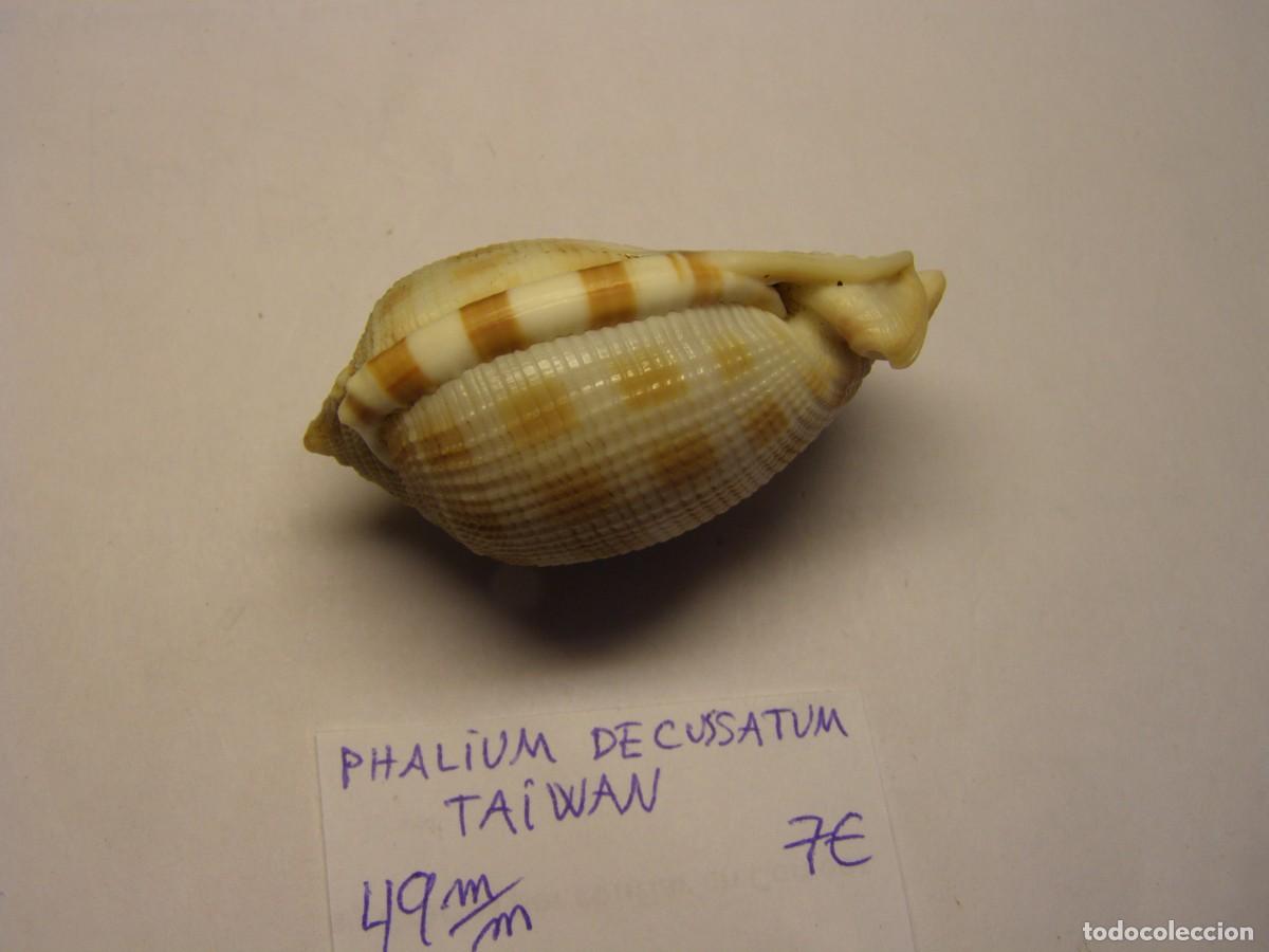Coleccionismo de moluscos: Caracol snail shell phalium decussatum. Taiwan. - Foto 4