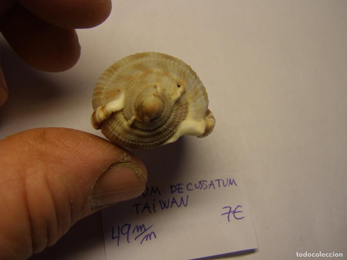 Coleccionismo de moluscos: Caracol snail shell phalium decussatum. Taiwan. - Foto 5