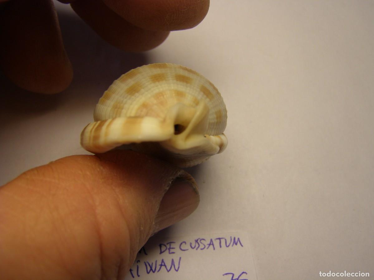 Coleccionismo de moluscos: Caracol snail shell phalium decussatum. Taiwan. - Foto 6