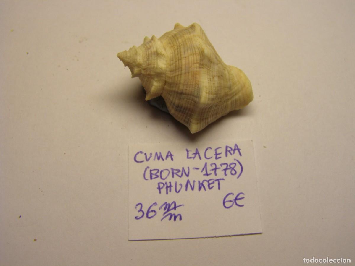 Coleccionismo de moluscos: Caracol snail shell cuma lacera. Phunket. - Foto 1
