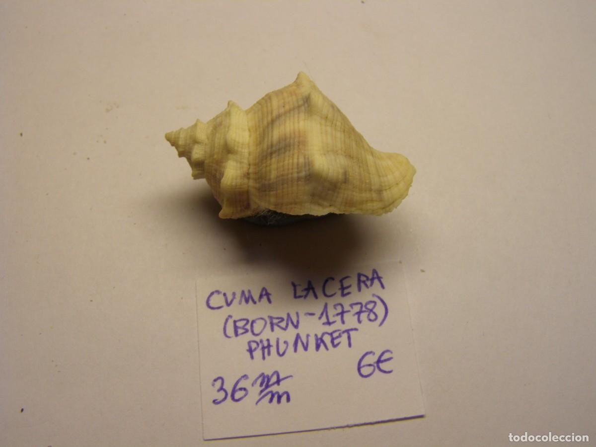 Coleccionismo de moluscos: Caracol snail shell cuma lacera. Phunket. - Foto 2