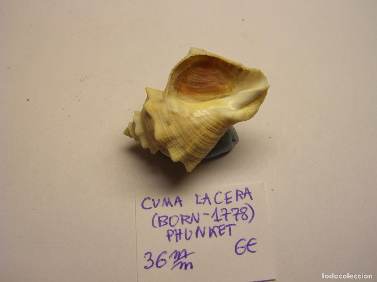 Coleccionismo de moluscos: Caracol snail shell cuma lacera. Phunket. - Foto 3