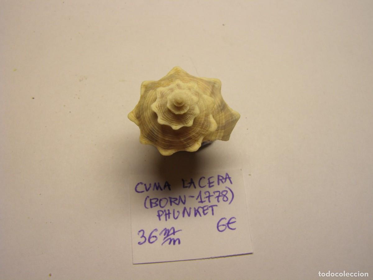 Coleccionismo de moluscos: Caracol snail shell cuma lacera. Phunket. - Foto 4