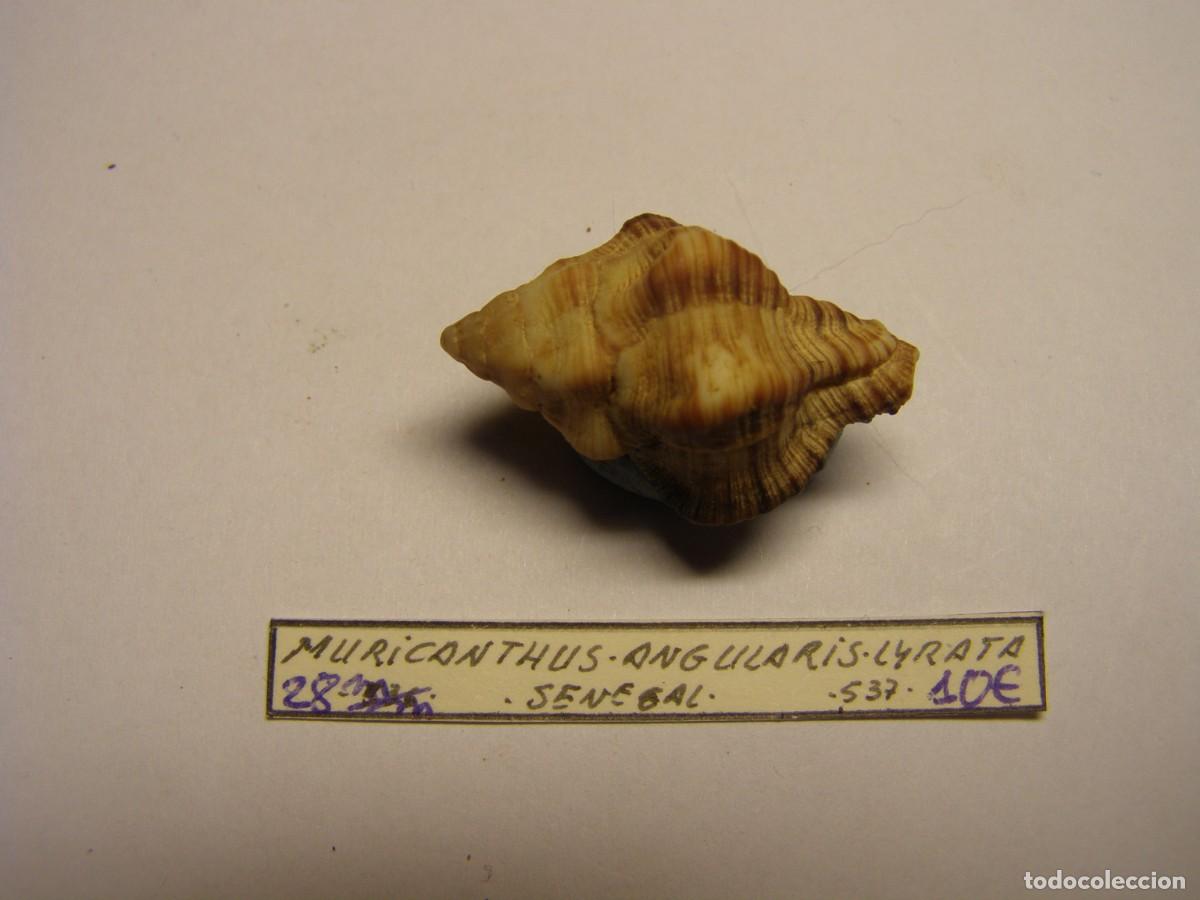 Coleccionismo de moluscos: Caracol snail shell muricanthus angularis lyrata. Senegal. - Foto 1