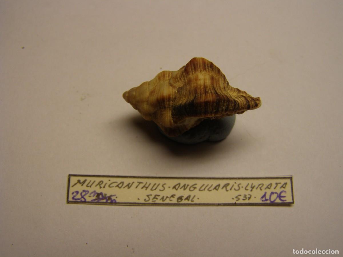 Coleccionismo de moluscos: Caracol snail shell muricanthus angularis lyrata. Senegal. - Foto 2