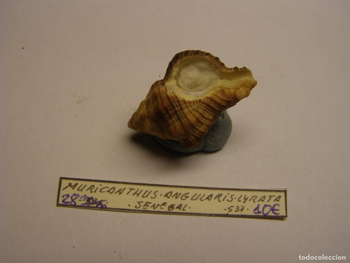 Coleccionismo de moluscos: Caracol snail shell muricanthus angularis lyrata. Senegal. - Foto 3