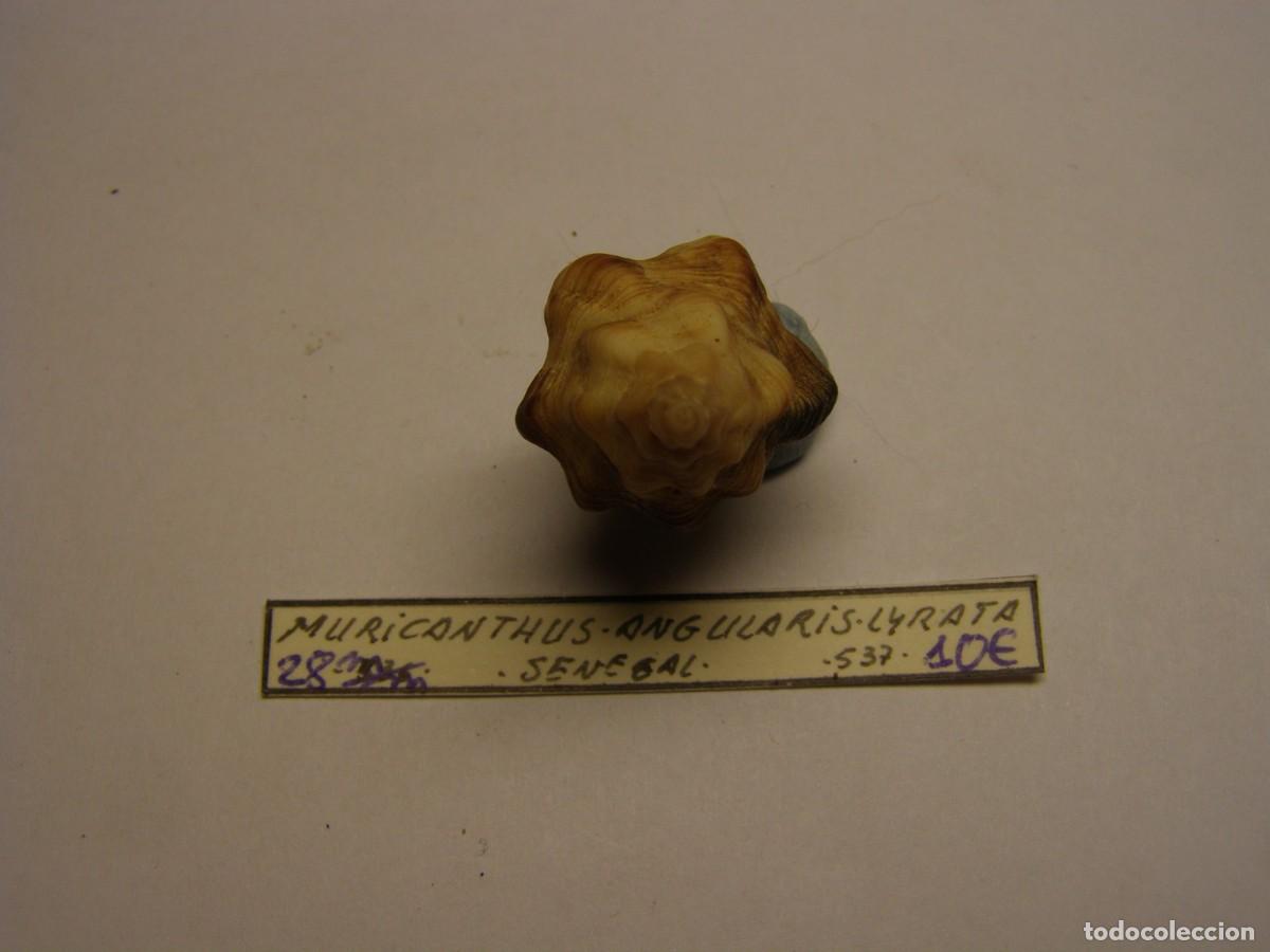 Coleccionismo de moluscos: Caracol snail shell muricanthus angularis lyrata. Senegal. - Foto 4