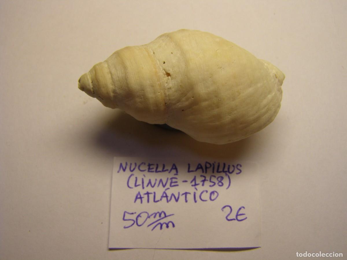 Coleccionismo de moluscos: Caracol snail shell nucella lapillus. Atlantico. - Foto 1